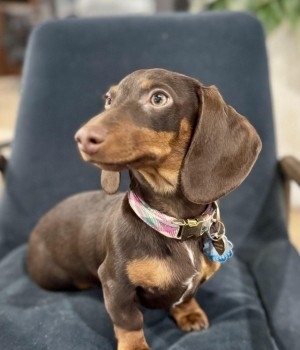 Harper Sinclair profile